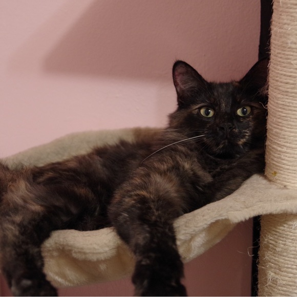 Meet your Posher, Claudia - Picture 3 of 7